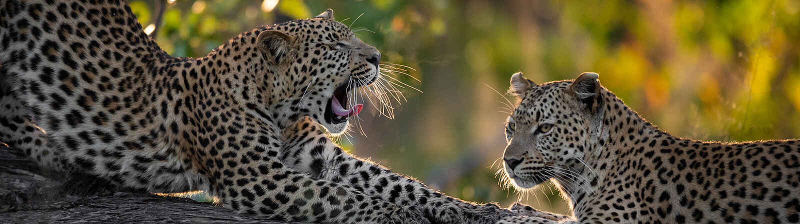 Little Sable Camp: Leoparden Little Sable Camp: Leoparden