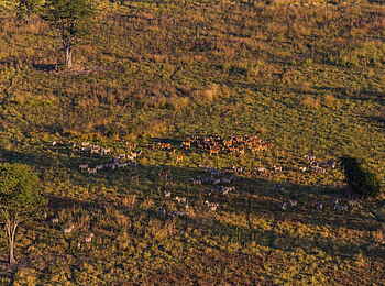 Luambe Camp: Luftaufnahme der Wildtiere Luambe Camp: Luftaufnahme der Wildtiere