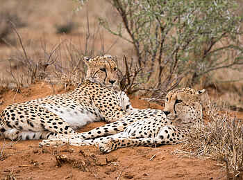 Madikwe Safari Lodge Dithaba: Zwei entspannte Geparden