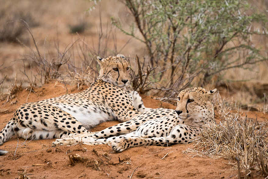 Madikwe Safari Lodge Dithaba: Zwei entspannte Geparden Madikwe Safari Lodge Dithaba: Zwei entspannte Geparden