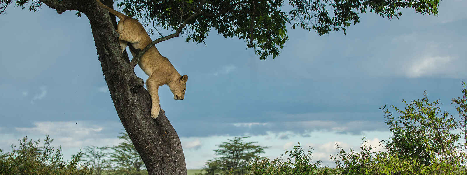 Mara Expedition Camp: Löwe auf einem Baum Mara Expedition Camp: Löwe auf einem Baum