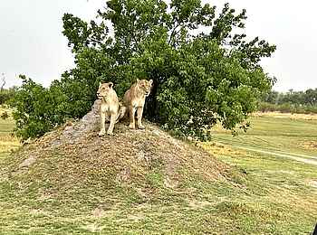 Mma Tsebe Tented Camp: Zwei Löwinnen auf einem Hügel Mma Tsebe Tented Camp: Zwei Löwinnen auf einem Hügel