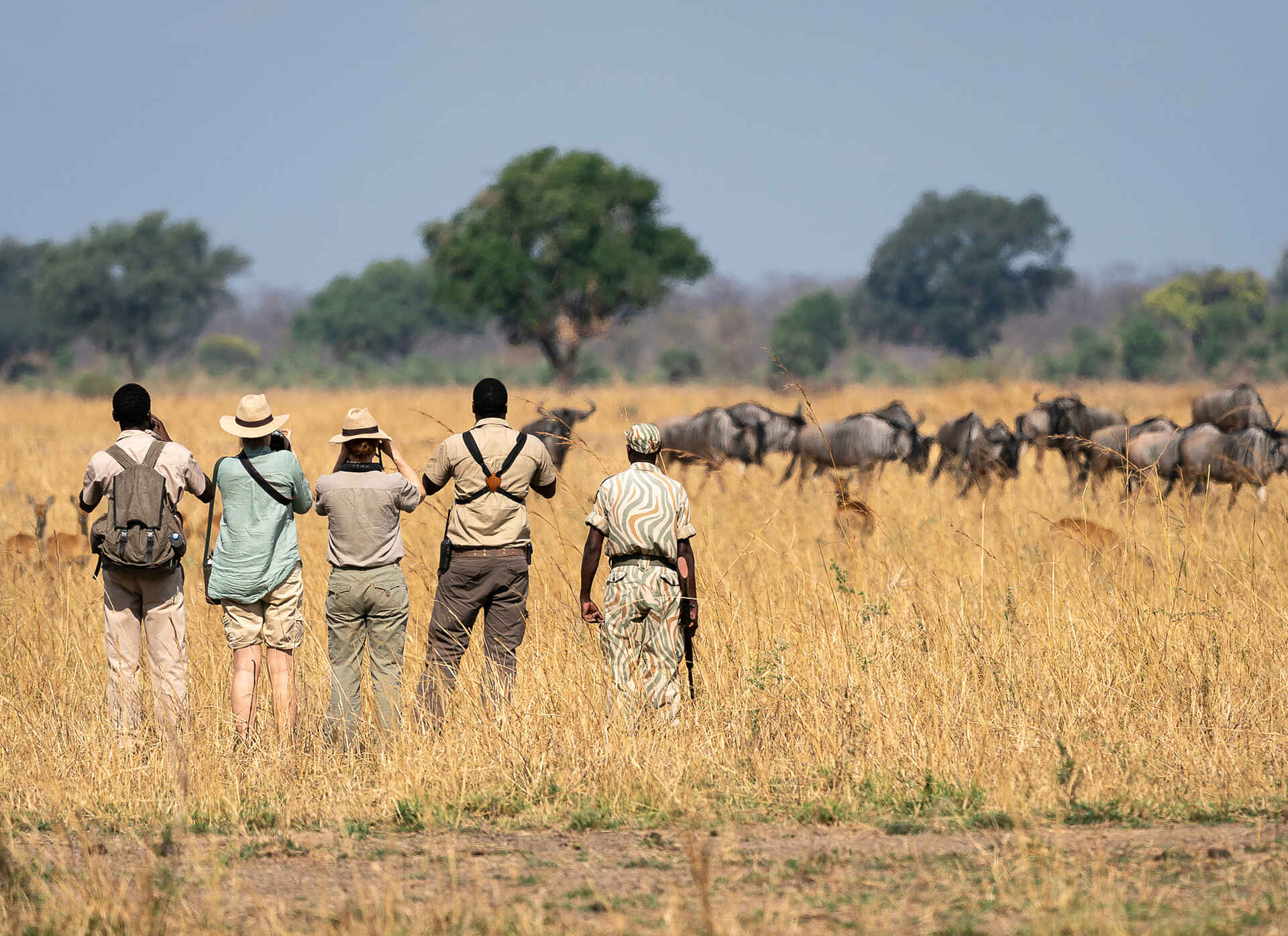 Mobile Walking Safari: Begegnung mit Gnus
