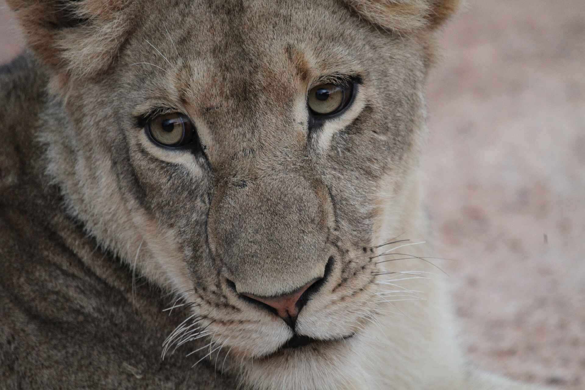 Kafue-Nationalpark, Lagune, Mukambi Fig Tree Bush Camp, Mukambi Safaris, Shishamba River, Löwin, Afrikarma, Afrikarma Safaris, Afrikarma Safaris – Wildnis. Hautnah., afrikarma.de