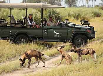 Nxabega Under Canvas Camp: Wildhunde