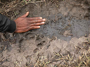 Okavango Explorers Camp: Spurensuche Okavango Explorers Camp: Spurensuche