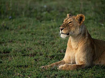 The Retreats at Namiri Plains Camp: Löwin The Retreats at Namiri Plains Camp: Löwin