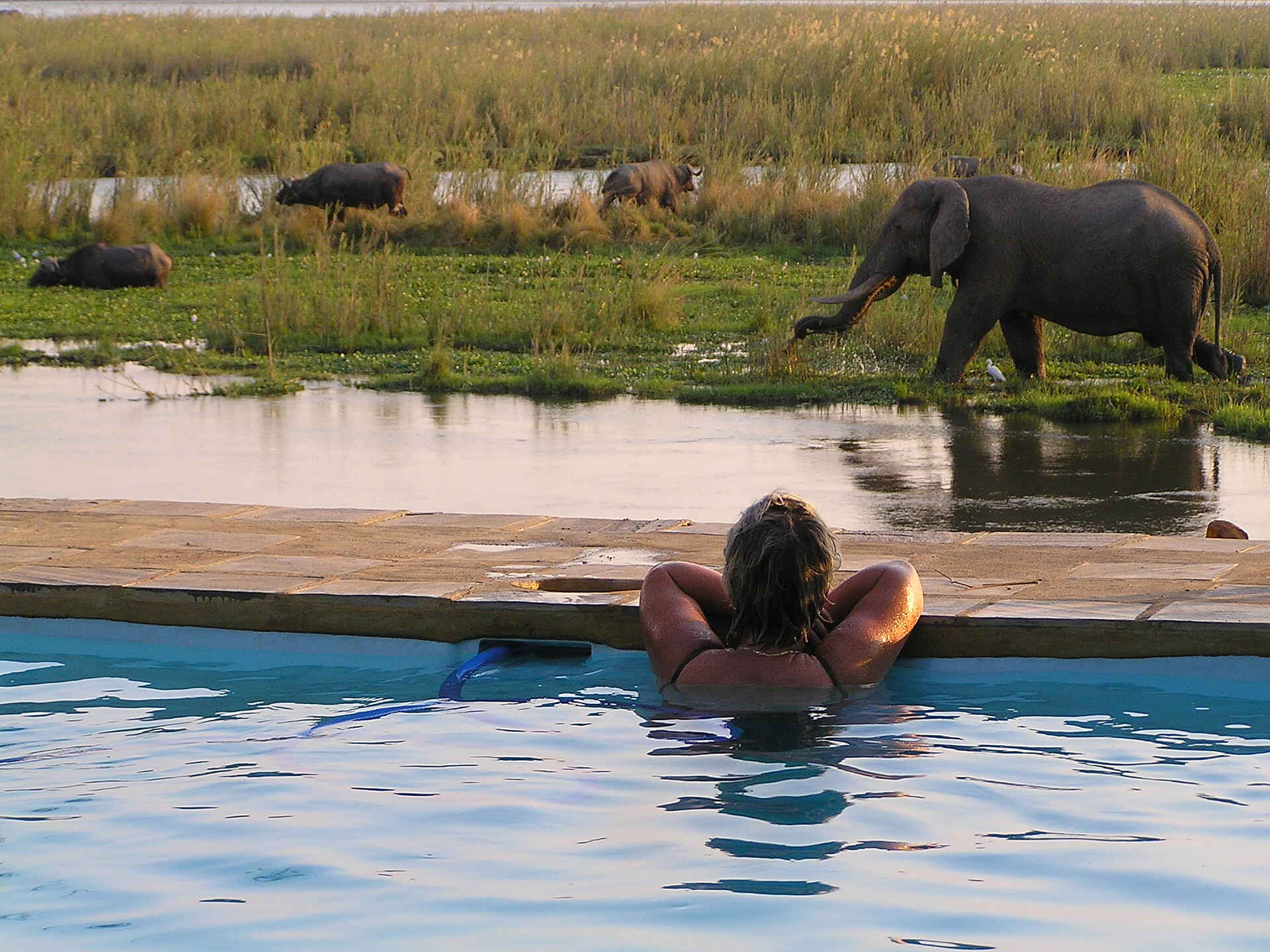 Sausage Tree Camp: Elefant vor dem Pool Kanusafari, Lower Zambezi National Park, Sambesi, Sandbank, Sausage Tree Camp, Walking Safari, Zambezi, Elefant, Swimming Pool, Zambezi Escarpment