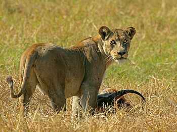 Shumba Camp: Löwin mit Beute Shumba Camp: Löwin mit Beute