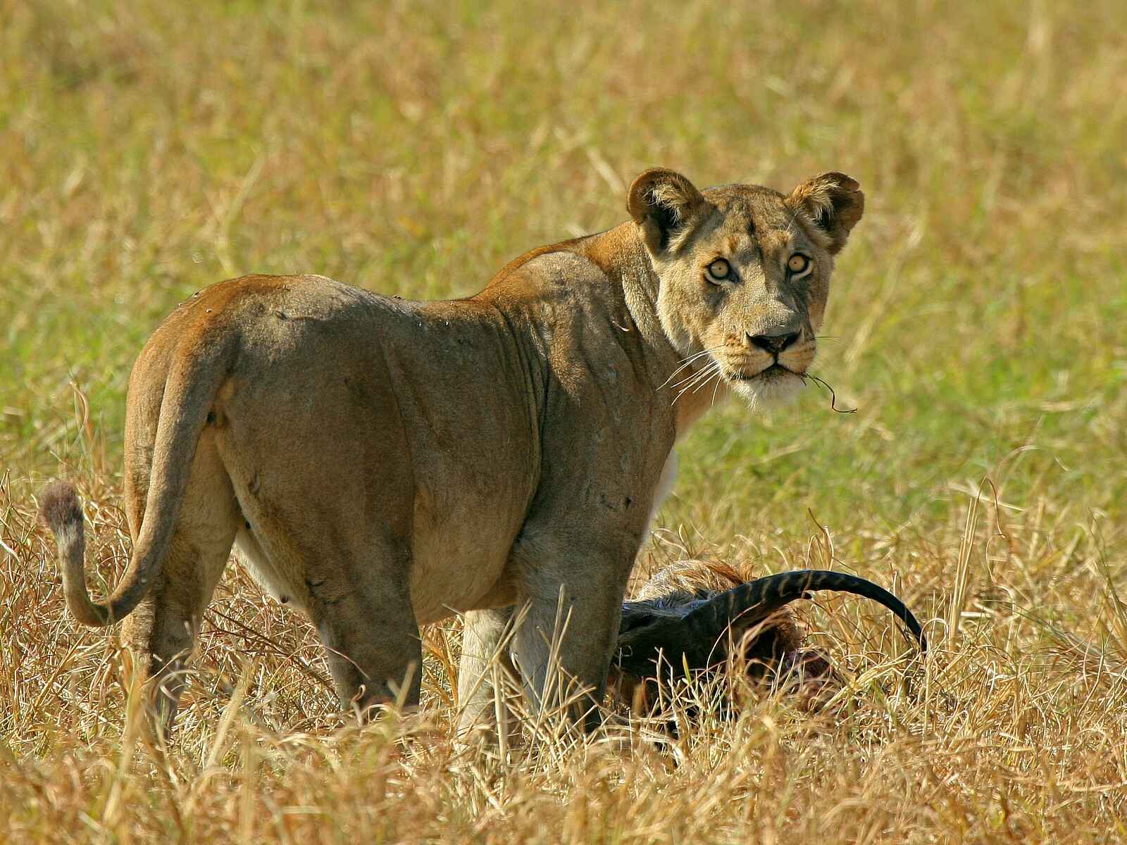 Shumba Camp: Löwin mit Beute Shumba Camp: Löwin mit Beute