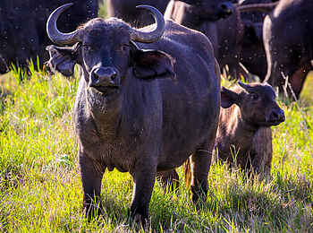 Sirikoi: Büffel mit Kalb