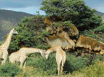 The Motse Tswalu: Drei Giraffen The Motse Tswalu: Drei Giraffen