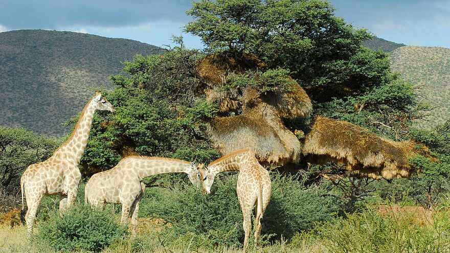 The Motse Tswalu: Drei Giraffen The Motse Tswalu: Drei Giraffen