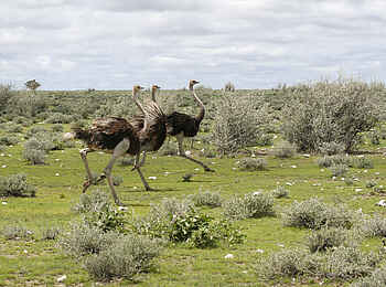 Wilderness Etosha Camp: Rennende Strauße