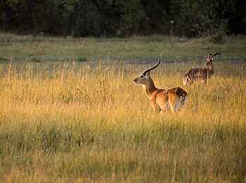 Zarafa Camp: Lechwe und Impala im Gras Zarafa Camp: Lechwe und Impala im Gras