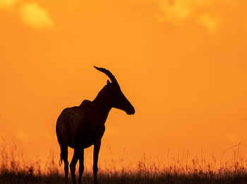 Entim Masai Mara: Topi