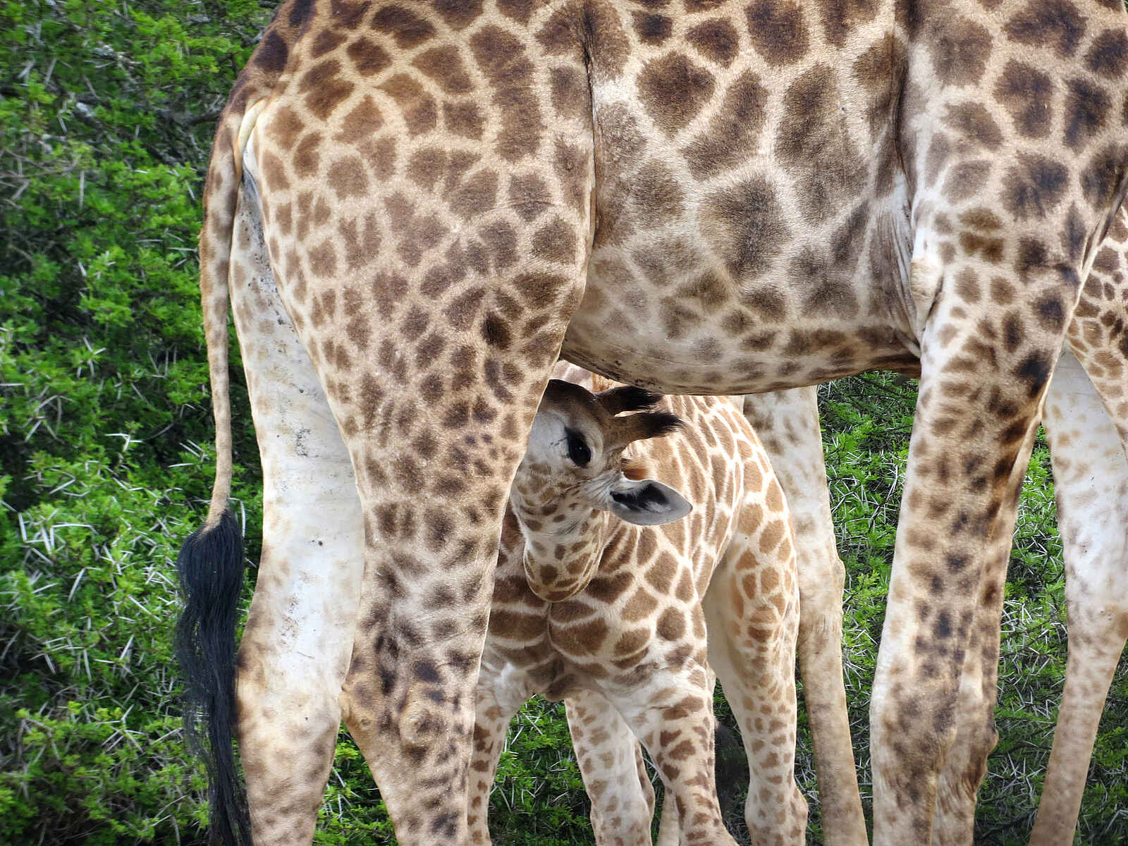 Founders Lodge by Mantis: Giraffenkalb Founders Lodge by Mantis: Giraffenkalb