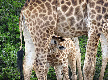 Founders Lodge by Mantis: Giraffenkalb Founders Lodge by Mantis: Giraffenkalb