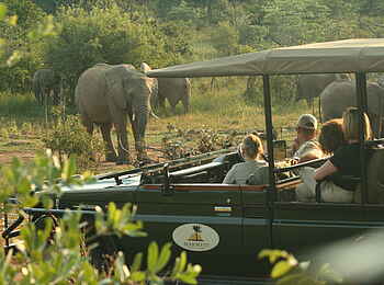 Makweti Safari Lodge: Elefanten beim Äsen