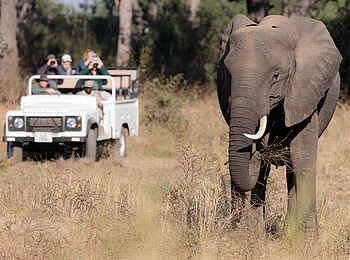 Nkonzi Bush Camp: Elefantenbegegnung Nkonzi Bush Camp: Elefantenbegegnung