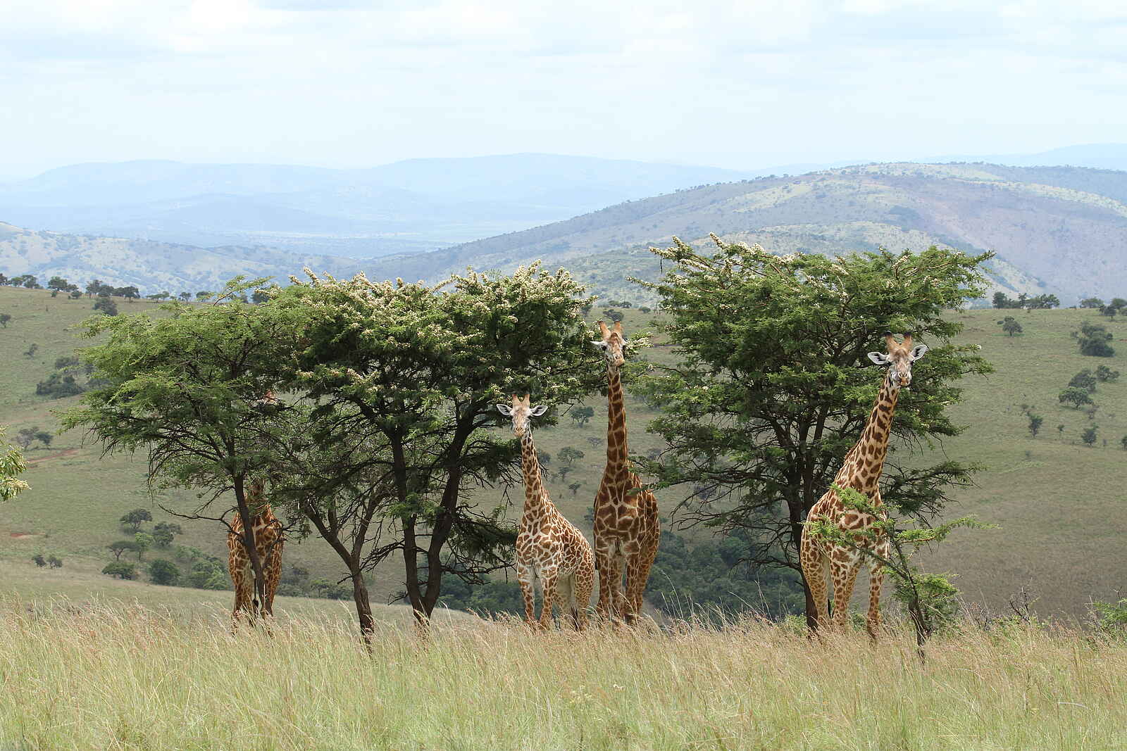 Ruzizi Tented Lodge: Giraffen im Akagera Nationalpark Ruzizi Tented Lodge: Giraffen im Akagera Nationalpark