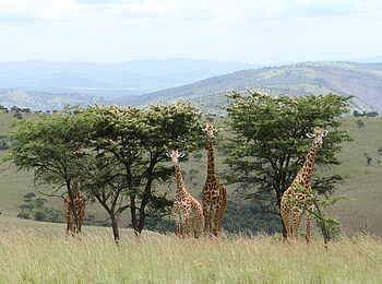 Ruzizi Tented Lodge: Giraffen im Akagera Nationalpark