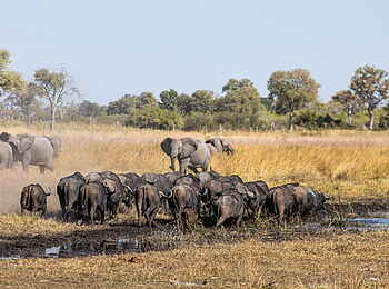 Selinda Camp: Elefanten und Büffelherde