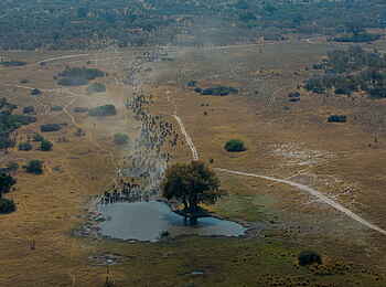 Selinda Explorers Camp: Heranziehende Büffelherde Selinda Explorers Camp: Heranziehende Büffelherde