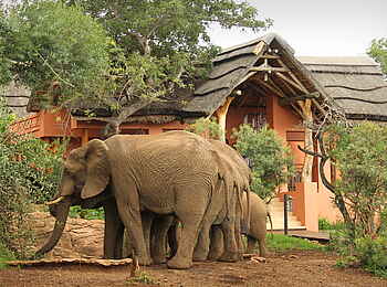 Thanda Safari Lodge: Elefanten trinken vor dem Camp Thanda Safari Lodge: Elefanten trinken vor dem Camp