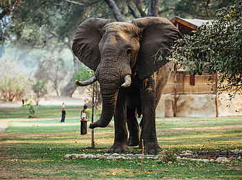 Time + Tide Chongwe Camp: Elefant im Camp