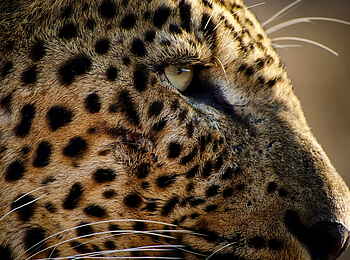 Time + Tide Luwi: Dem Leoparden sehr nahe