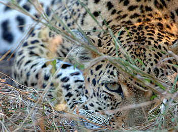&Beyond Ngala Safari Lodge: Scharfsinniger Blick eines Leoparden