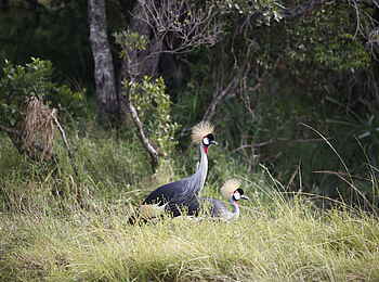 Basecamp Mara Houses: Zwei Klunkerkraniche Basecamp Mara Houses: Zwei Klunkerkraniche