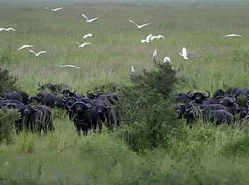 Chada Katavi Camp: Büffelherde im Gras