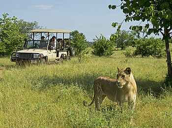 Chichele Presidential Lodge: Löwenbegegnung Chichele Presidential Lodge: Löwenbegegnung