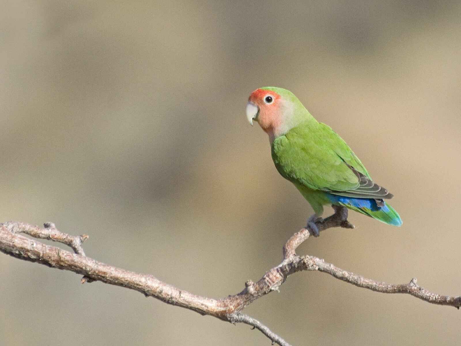 Damaraland Camp: Rosenköpfchen Damaraland Camp: Rosenköpfchen