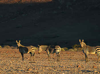 Desert Rhino Camp: Zebras