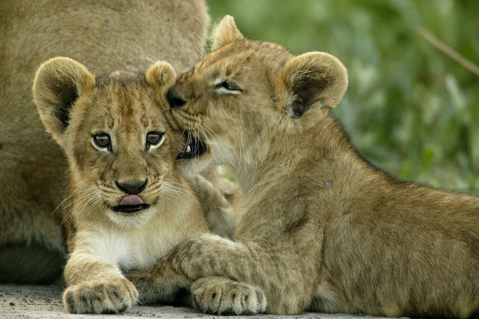 Duba Plains Camp: Soziale Gesten Duba Plains Camp: Soziale Gesten