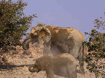 Etendeka Mountain Camp: Elefantenkinder Etendeka Mountain Camp: Elefantenkinder