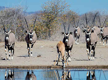 Etosha Mountain Lodge: Oryxe und ein Springbock am Wasserloch