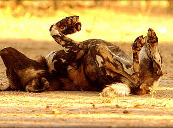 Goliath Tented Camp: Wildhund beim Staubbad