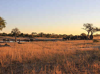 Jozibanini Camp: Flora und Fauna des Nationalparks Jozibanini Camp: Flora und Fauna des Nationalparks