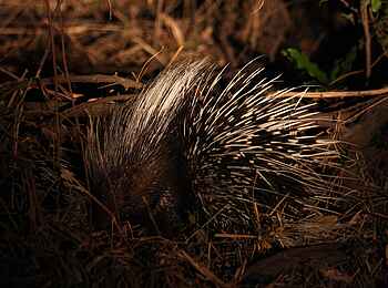 Kafunta River Lodge: Stachelschwein
