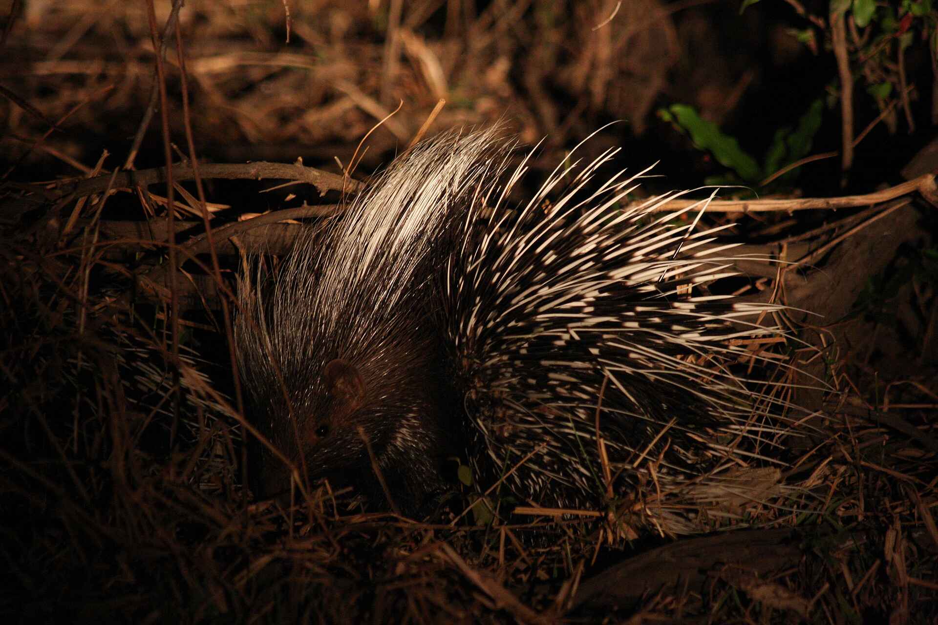 Kafunta River Lodge: Stachelschwein