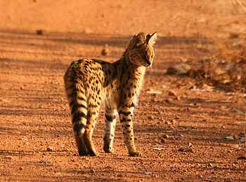 KaingU Safari Lodge: Serval