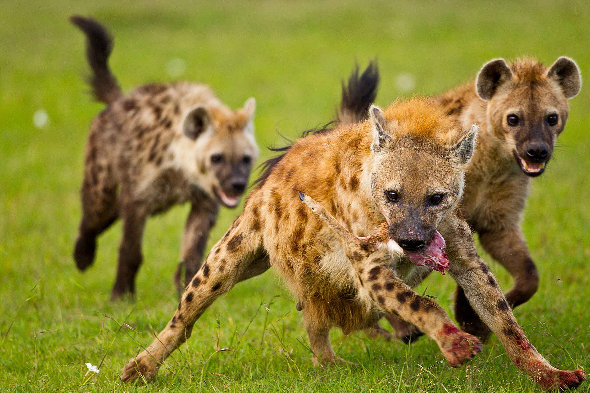 Karen Blixen Camp: Hyänen