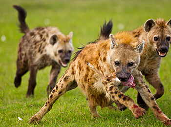 Karen Blixen Camp: Hyänen Karen Blixen Camp: Hyänen