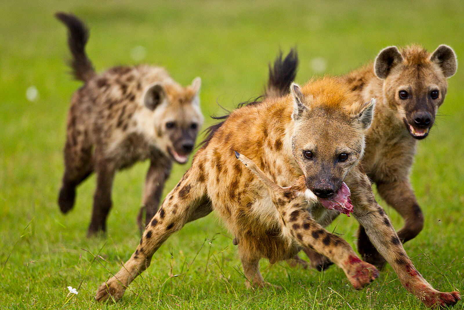 Karen Blixen Camp: Hyänen Karen Blixen Camp: Hyänen