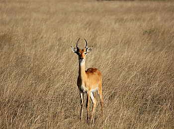 Kasenyi Safari Camp: Aufmerksame Kob-Antilope