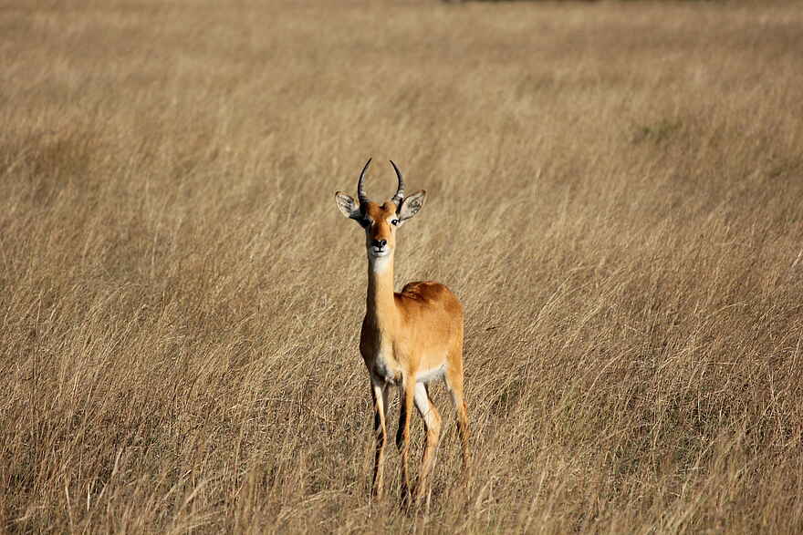 Kasenyi Safari Camp: Aufmerksame Kob-Antilope Kasenyi Safari Camp: Aufmerksame Kob-Antilope
